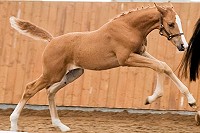 Borasco : Buddenbrock x Wittinger x Cavalier 2010 Chestnut filly